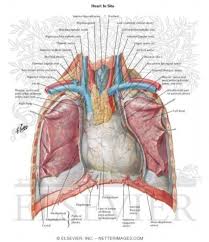 An organ is a group of tissues with similar functions. Human Chest Anatomy Diagram Koibana Info Thoracic Cavity Anatomy Body Anatomy
