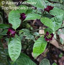 Image result for Psychotria heterosticta