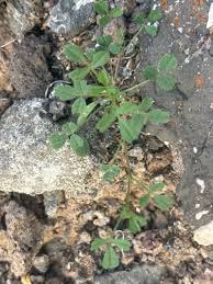 Image result for Medicago laciniata