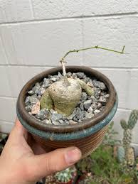 Image result for Trochomeria