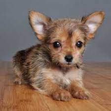Newbreeds Chorkey Cute Animals Cute Little Animals Cute Dogs