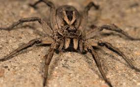 We did not find results for: Spiders A Guide To The Common Types Of Spiders In Central Wa