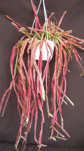 Image result for Rhipsalis