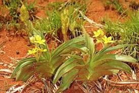 Image result for Hypoxis nyasica