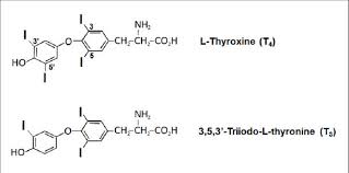 Image result for Thyroxine