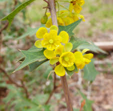 Yellow flowering plants in texas. Spiny Agarita Used For Medicine Jelly Edible Plants Yellow Flowers Plants