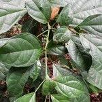 Image result for Thomandersia hensii