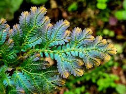 Image result for Selaginella vogelii