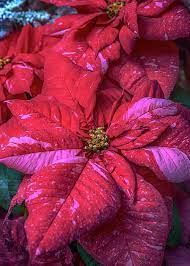 The Premier Jingle Bells Poinsettia Artforsale From C Susan Rissi Tregoning Fine Art Photography Beau Beautiful Wall Art Some Beautiful Images Jingle Bells