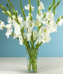 Order Get Well Flowers Online Gladiolus Arrangements Gladiolus Flower Gladiolus Wedding