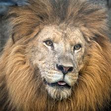 Many past visitors appreciated the big cat habitat's commitment to the wellbeing of its animals, although some were disappointed by the property's use of animals in. Big Cat Habitat In Sarasota Petting Zoo Must Do Visitor Guides