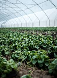 60% density blocks out 60% of light making this the perfect solution for greenhouses, patios or anywhere you want to keep cool under. How To Pick A Greenhouse Shade Cloth