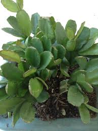 Planting different varieties of cacti outdoors is a great way to add exotic plants to your garden even if you have a small garden or a balcony, there are many varieties of small cacti that are great for growing in containers outside. Rhipsalidopsis Spring Cactus Plant Care Cool Bright Location Do Not Allow Soil To Become Completely Dry Sporadic Bloom Sp Free Plants Cactus Flower Plants