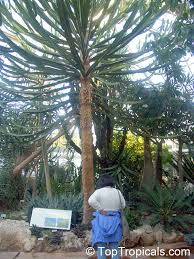 Image result for Euphorbia confinalis