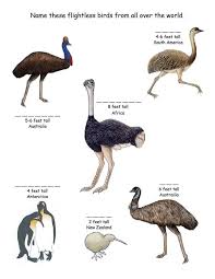 Birds Of South Africa Pictures And Names Name The Flightless Birds From Around The World From Exploring Nature Org Flightless Bird Birds Bird Facts