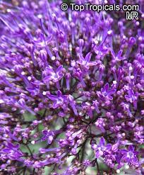 Check spelling or type a new query. Trachelium Caeruleum Blue Throatwort Toptropicals Com