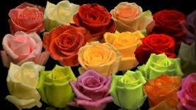 Resultado de imagen de flores de exportacion ecuador