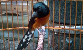 16 Jenis Burung Murai Batu Terpopuler Di Indonesia Dan Mancanegara Burung Binatang Burung Beo