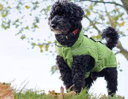 Kleidung Fur Hund Und Halter Schecker Hundeshop