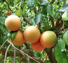Appearing next to them) will delay them as usual. 7 Trees That Fruit In Winter One Green Planet