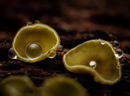 Image result for Chlorosplenium chlora