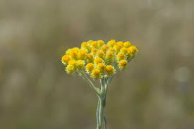 Image result for Helichrysum sulfureofuscum
