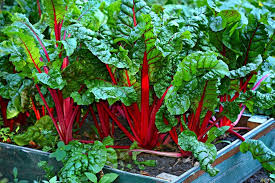 Maud is in the garden posts: Gardening Calendar What To Plant In August Growing Family