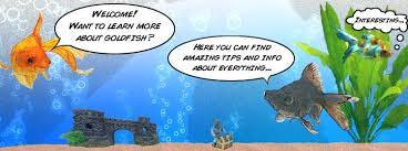 Fish Tank Setup Fresh Water Step By Step Guide For Filters Tanks And Setup Goldfish Care Goldfish Goldfish Types