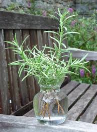 Image result for rosemary cuttings