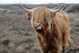 Diversify With Miniature Cows For High Profits Genesis Enterprises