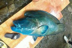 Man who works in a brothel. ç¶ å³¶ç€•å±ä¿è‚²å‹•ç‰© é¾çŽ‹é¯› é­æ•æ®ºæ°'å®¿æ¥­è€… æƒ³çœ‹é­šæœ‰å¤šå¤§éš» é¢¨å‚³åª'