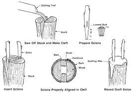 Gous. therefore, all fruit trees must be vegetatively propagated by either grafting or budding methods. Jeremy Brockpahler