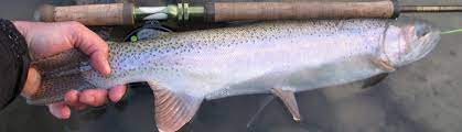 We are very dedicated and reliable with an intimate knowledge of the aquatic and environmental resources. Fishing In Red Lodge Mt