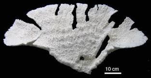 Image result for Sclerocroton