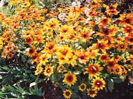 Simply reach down in the plant and pinch off the. How To Grow Big Bushy Mums Youtube