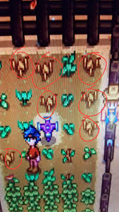 Summer doesn't offer quite as much variety in produce as spring, though you'll still get plenty of use out of the seeds you can purchase from pierre's general store at. What Are These Brown Plants They Stopped Growing And Aren T Anywhere On The Stardew Valley Wiki Stardewvalley