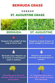 Your lawn needs to be watered deeply, as soon as you've laid it. St Augustine Grass Vs Bermuda Grass Differences Pictures Comparison Cg Lawn