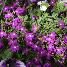 Image result for foto Lobelka