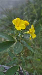 Image result for Reinwardtia indica