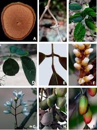 Image result for Rourea