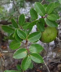 Image result for Xylocarpus