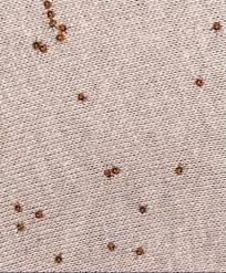 What are the tiny brown bugs in my bed?