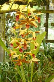 Image result for Phaius occidentalis