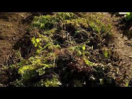 Querbeet Garten Tipp Flachenkompost Youtube Kompost Querbeet Garten