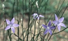 Image result for Wahlenbergia ramosissima