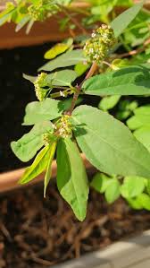 Image result for Euphorbia granulata