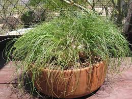 Image result for Albuca sp. no. 1