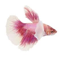 4,174 likes · 61 talking about this. Male Pink Orchid Betta Petco