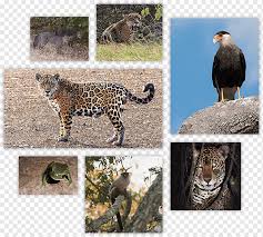 Pertarungan sampai meregang nyawa ular piton vs macan. Jaguar Dan Macan Tutul