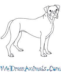 Try some of these easy how to draw a dog step by step tutorials. How To Draw A Realistic Boxer Dog